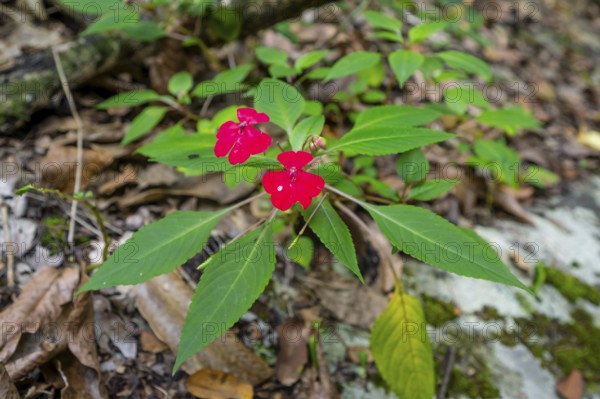 Flower with red blossom (Impatiens usambarensis), in the rainforest, Amani Nature Forest Reserve,