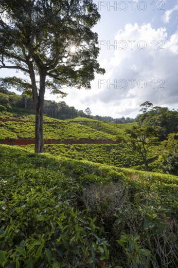 Tea plantation on hills between tropical rainforest, sun star, Amani Nature Forest Reserve, Eastern