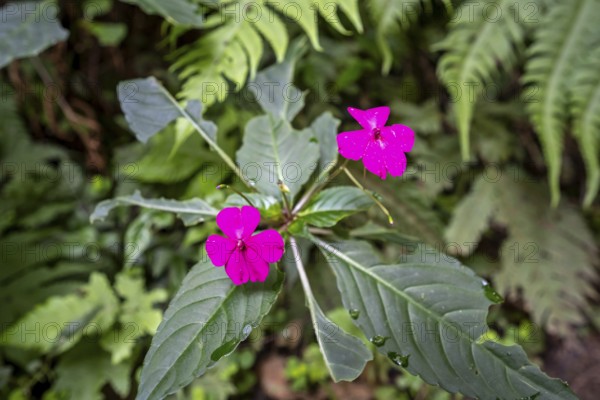 Flower with pink blossom (Impatiens usambarensis), in the rainforest, Amani Nature Forest Reserve,