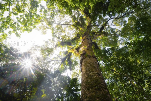 Sun shines through the leaves, large tree in dense forest, tropical rainforest, Amani Nature Forest