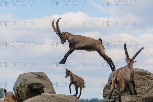 A male ibex (Capra ibex) jumps from rock to rock. A blue sky with clouds can be seen in the