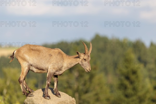 A female ibex (Capra ibex) stands on a rock on a sunny day. A blue sky with clouds and a forest can