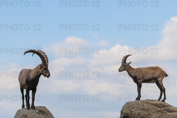A male and female ibex (Capra ibex) stand facing each other on separate rocks. A blue sky with