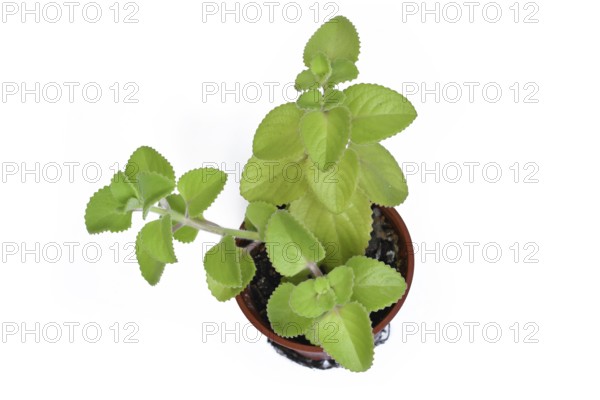 Cuban oregano in a brown pot. Herbal Plectranthus amboinicus houseplant with thick green leaves
