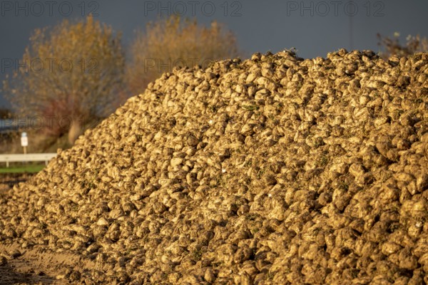 Agriculture, sugar beets are piled up on the edge of the field after harvesting, beet rental,