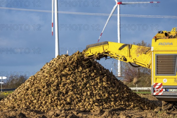 Sugar beet harvest, with an automatic, digitized, Ropa Tiger S6 sugar beet harvester, depositing