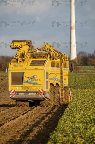Sugar beet harvest, with an automatic, digitized, Ropa Tiger S6 sugar beet harvester, near