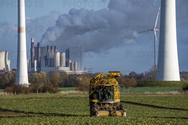 Sugar beet harvest, with an automatic, digitized, Ropa Tiger S6 sugar beet harvester, near