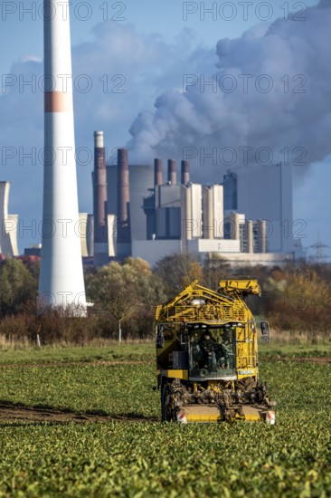 Sugar beet harvest, with an automatic, digitized Ropa Tiger S6 sugar beet harvester, near