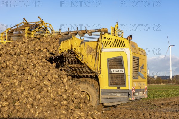 Sugar beet harvest, with an automatic, digitized, Ropa Tiger S6 sugar beet harvester, depositing