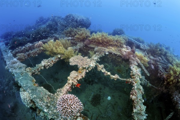 Deck, overgrown with various corals, SS Turkia, British, steamship, sunk 17.05.1941, Second World