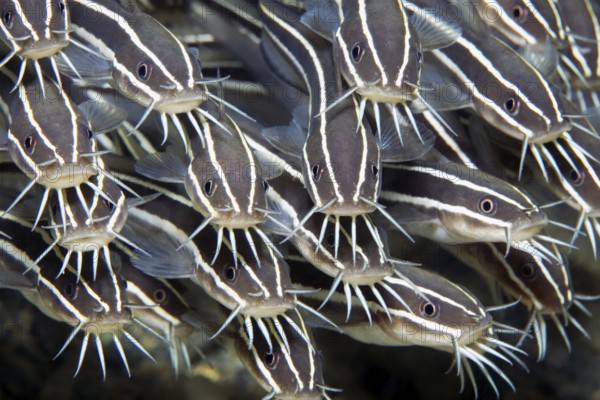 Swarm of striped coral catfish (Plotosus) lineatus), close-up, graphic, on the wreck of the SS