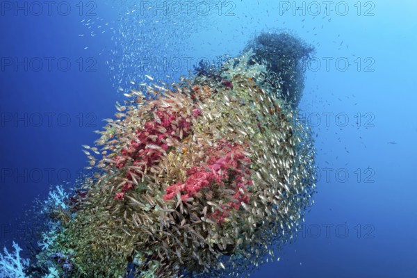 Swarm of cardinalfish (Apogonidae), loading tree, Rosalie Moller wreck, shipwreck, British, sunk in