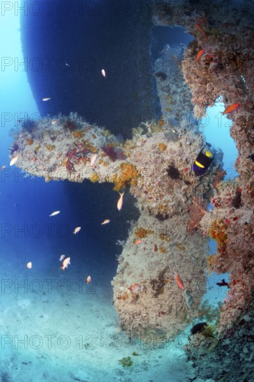 Rosalie Moller wreck, shipwreck, propeller, propeller, British, sunk in World War II on 08.10, 1941