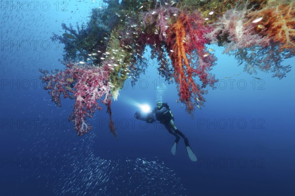 Dive looking at loading tree, densely overgrown, various soft corals (Nephtheidae), Rosalie Moller