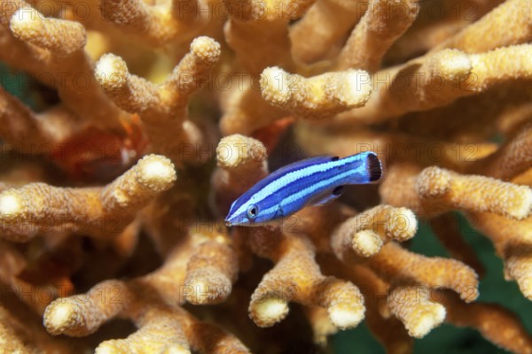 Red Sea cleaner lipfish (Larabicus quadrilineatus), inhabits wreck SS Turkia, Red Sea, Gulf of