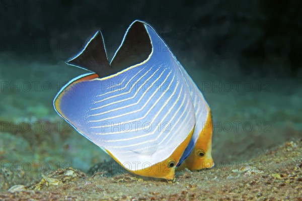 Pair of red-headed butterflyfish (Chaetodon larvatus) on the wreck of SS Turkya, Gulf of Suez, Red