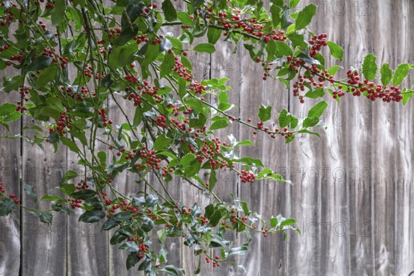 Holly (Ilex aquifolium), with red, poisonous fruits, Barken-Weseke, Münsterland, North
