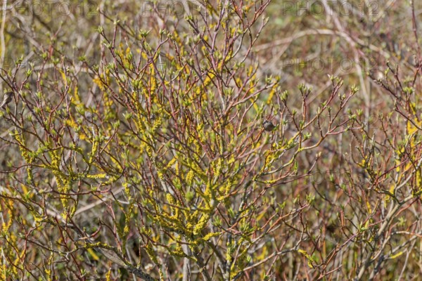 Branched plants with yellow lichens and green buds in a natural environment in spring,