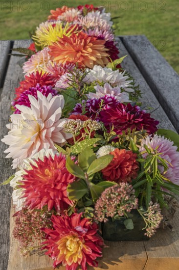 Dahlia arrangement (dahlia) as decoration on a wooden table, Münsterland, North Rhine-Westphalia,