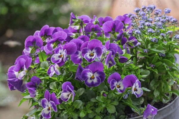 Horned violet (Viola cornuta) and forget-me-not (Myosotis), Palatinate, Rhineland-Palatinate,