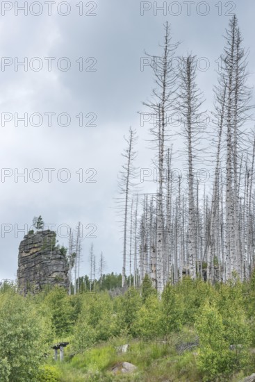 Dead trees on a rocky hill, rock tower, woolbag weathering, bare, dead tree trunks, common spruce