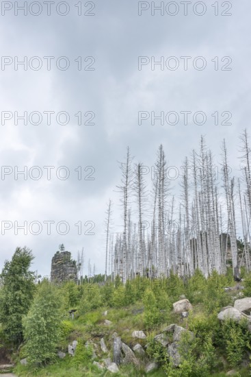 Dead trees and tree stumps on a rocky hill, rock tower, bare, dead tree trunks, common spruce