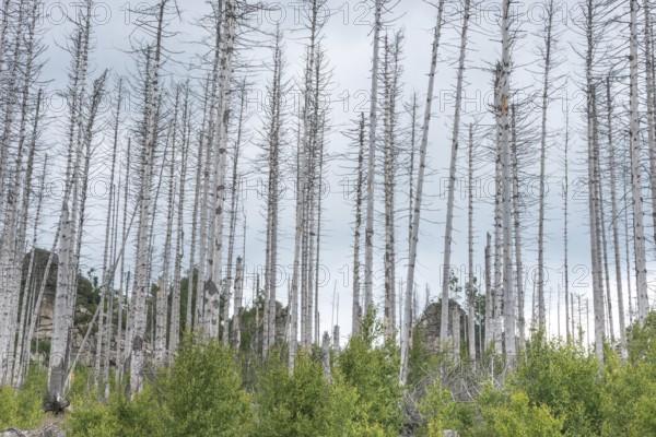 Dead trees on a rocky hill, rock towers, bare, dead tree trunks, common spruce (Picea abies)