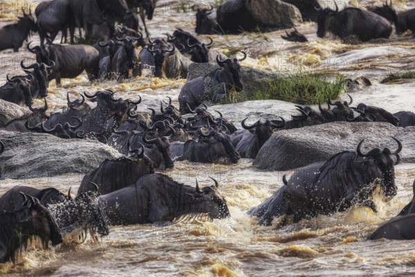 Wildebeests energetically cross a torrential river during the Great Migration, Mara River