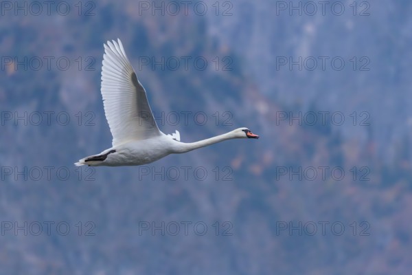 A mute swan (Cygnus olor) flies over a lake. In the background, a mountain forest can be seen in
