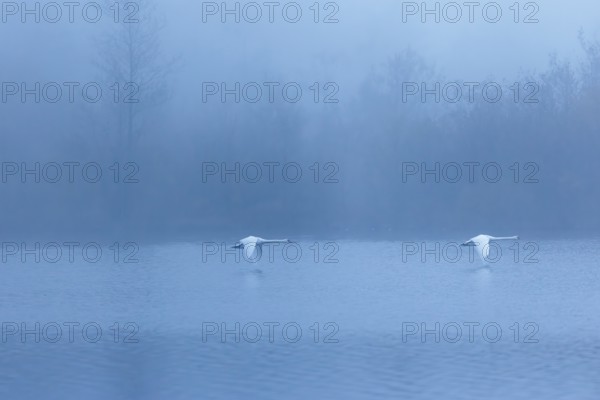Two mute swans (Cygnus olor) fly over a lake on a cold and foggy morning. In the background, a