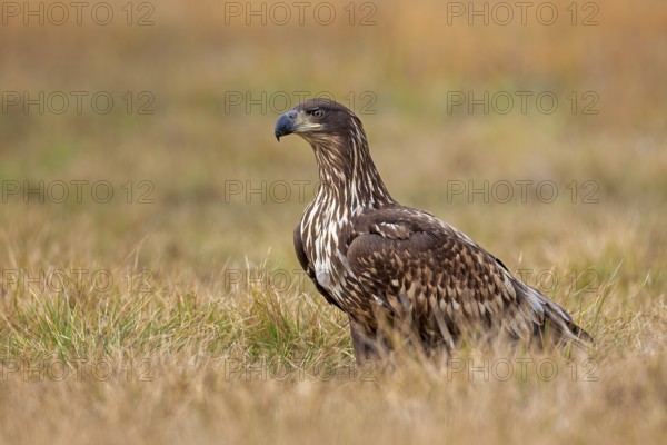 White-tailed eagle (Haliaeetus albicilla) young bird hunting, foraging on the ground, hunting,