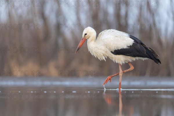 White stork (Ciconia ciconia) rattles' stork, hunting, fishing, foraging, sunrise, night, hunting