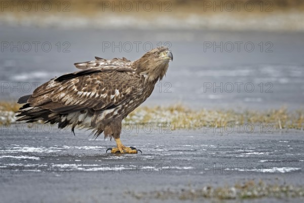 White-tailed eagle (Haliaeetus albicilla) young bird hunting, seascape, frozen lake, frost, ice,