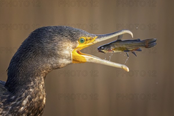 Cormorant (Phalacrocorax carbo) with catfish as prey, hunting, fishing, successful, black dwarf