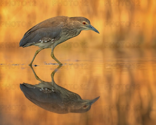 Night heron (Nycticorax nycticorax) young bird hunting in reeds, fishing, sunrise, shallow water