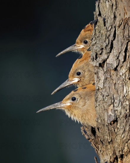 Hoopoe (Upupa epops) bird of the year 2022, young birds looking out of brood cave, food delivery,