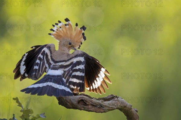 Hoopoe (Upupa epops) bird of the year 2022, male, bridal gift, prey, foraging, interaction, landing