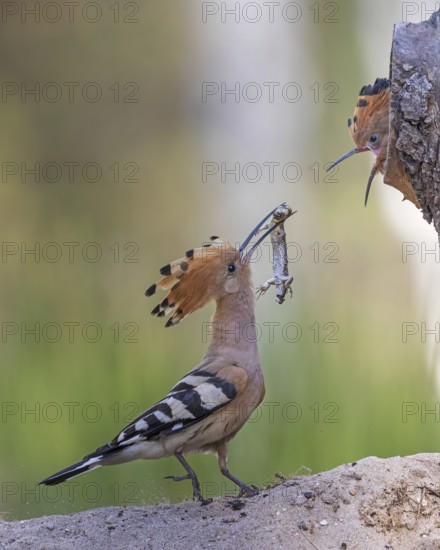 Hoopoe (Upupa epops) bird of the year 2022, male with sand lizard as food, prey, foraging, food for