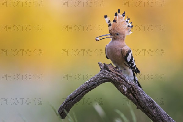 Hoopoe (Upupa epops) bird of the year 2022, male with food for the female or young birds, sand