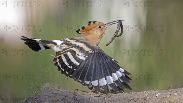 Hoopoe (Upupa epops) bird of the year 2022, female with food for the young birds, bridal gift, with