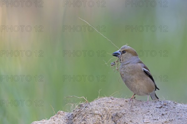 Heartbite (Coccothraustes coccothraustes) female, finch bird, collecting nesting material, nest