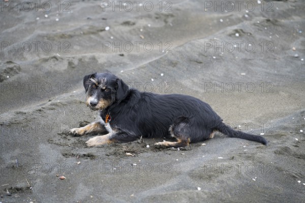 A black dog is lying relaxed on sandy soil on the beach, mixed breed dachshund, beach with magnetic