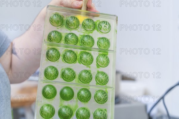 A tray of green chocolate chocolates in round shapes, Christmas baking, Haselstaller Hof, Wildberg,