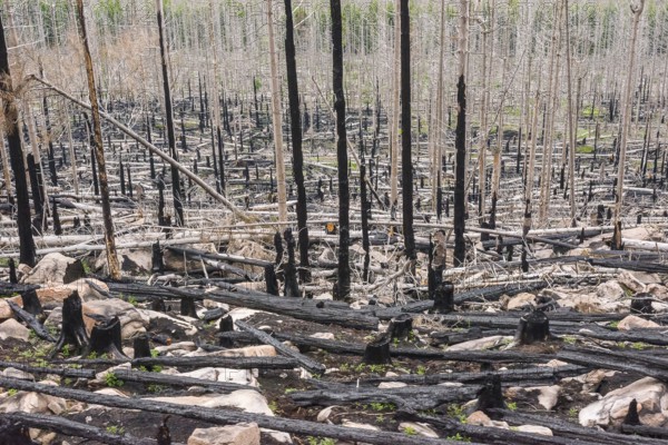 Burnt forest, lying and standing charred trees and tree stumps, gloomy, barren, forest fire area on