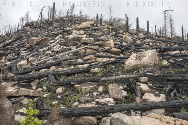 Burnt forest, lying and standing charred trees and tree stumps, gloomy, barren, new greenery,