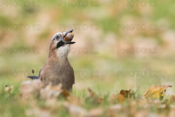 A jay (Garrulus glandarius) keeps an acorn in its beak and stands in an autumn meadow, Hesse,