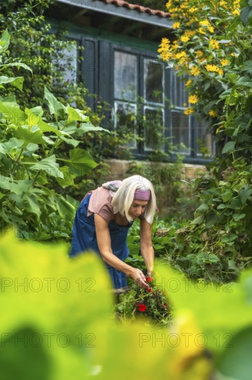 Mature woman with gray hair cultivating vibrant red flowers in a lush green garden, demonstrating a