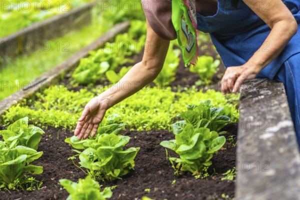 Woman's hand gently touching young, healthy lettuce growing in a raised garden bed, cultivating