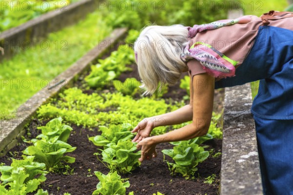 Senior woman tending to her vegetable garden, carefully checking young green lettuce plants growing
